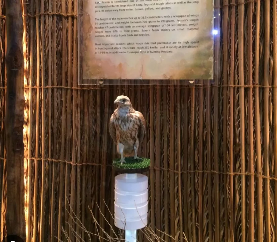 Экскурсии в центр Falcon And Heritage Sports Centre в Дубаи: Сокол, Соколиная охота, Мужчинам, Музей, Птицы, Экскурсии , Museum , Falcon, Falconry, Tourists , Туристам , Что посетить ,