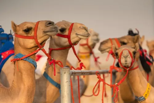 Верблюжьи бега Royal Camel Racing Club  в  Дубаи