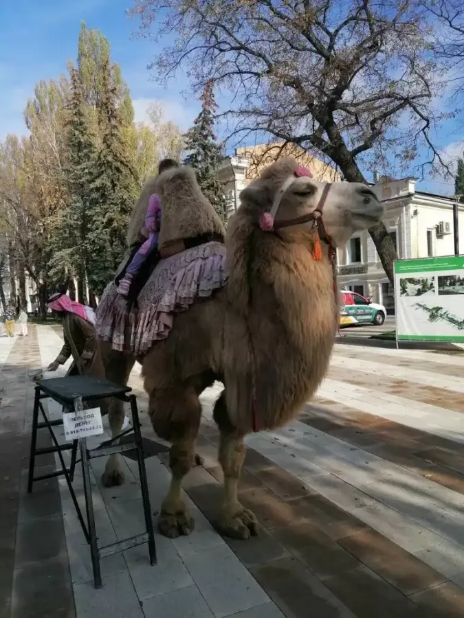 Парк Культуры и Отдыха Центральный в Ставрополе: Чилим, Сад, Отпуск, Туризм, Путешествия, Пора отдыхать, Расслабление,