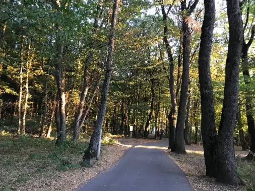 Архиерейский лес