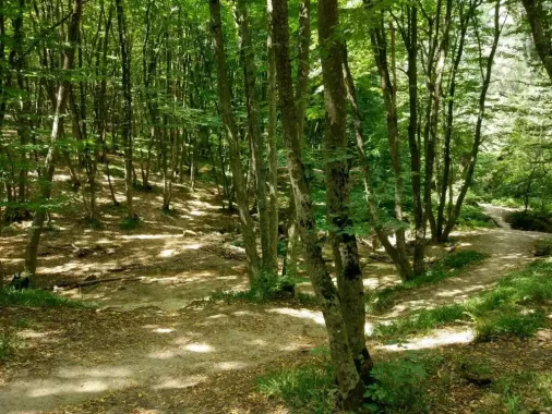 Архиерейский лес