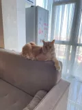 Миниатюра 7