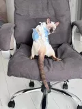 Миниатюра 10