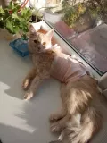 Миниатюра 8