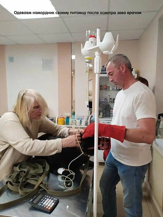 Ветеринарная клиника Вет Семья в Ставрополе: Ветеринар, Зоомагазин, Животные,