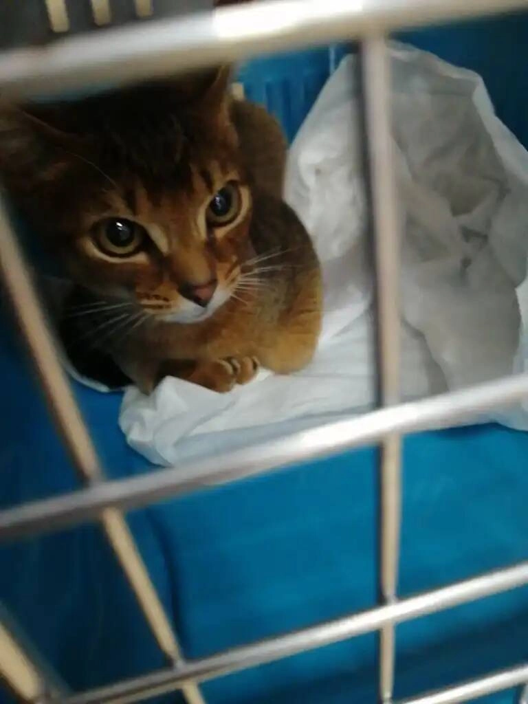 Региональный центр ветеринарной медицины