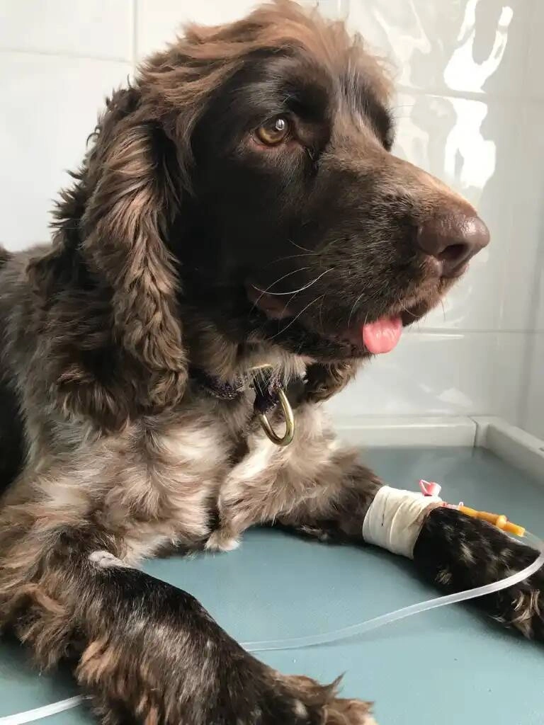 Региональный центр ветеринарной медицины