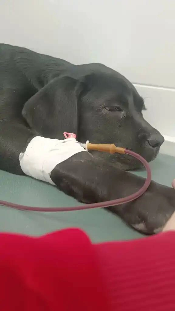 Региональный центр ветеринарной медицины