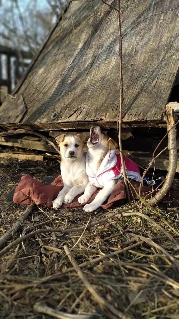 Региональный центр ветеринарной медицины