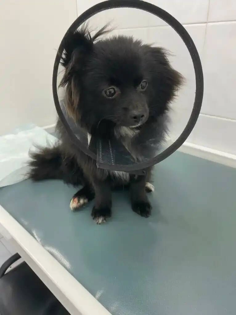 Региональный центр ветеринарной медицины