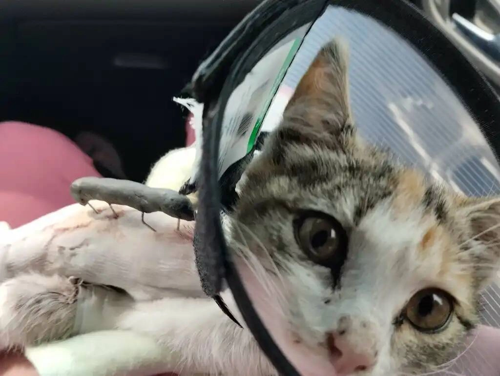 Региональный центр ветеринарной медицины