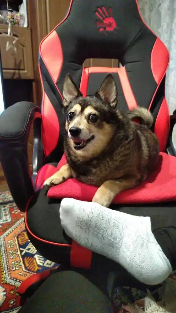 Региональный центр ветеринарной медицины