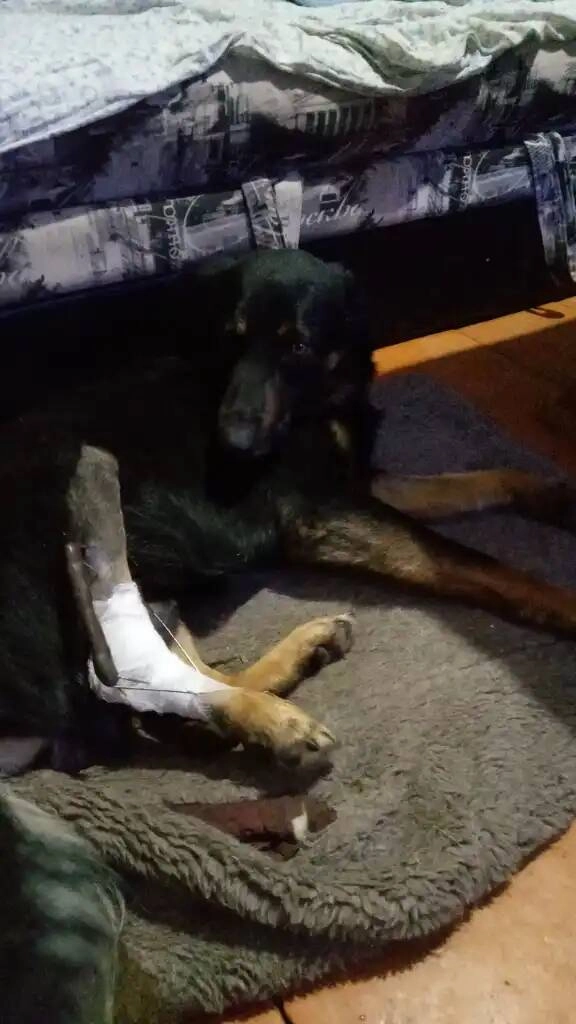 Региональный центр ветеринарной медицины