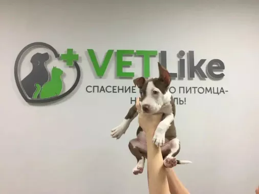 Ветеринарная клиника "VETLike"