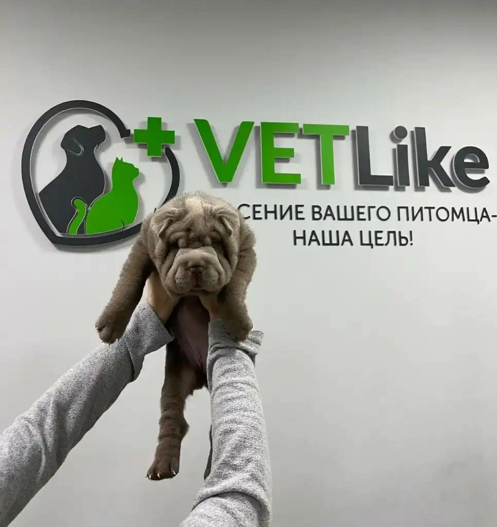 Ветеринарная клиника "VETLike"
