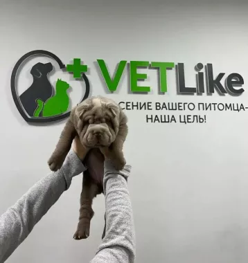 Ветеринарная клиника "VETLike"