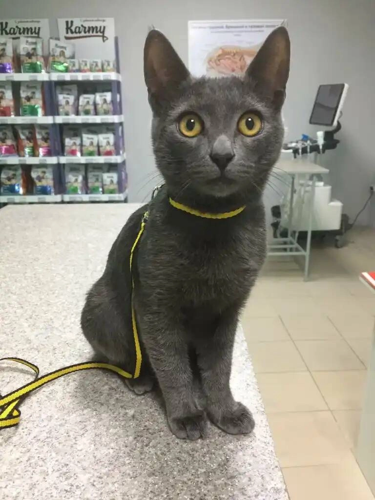 Ветеринарная клиника "VETLike"