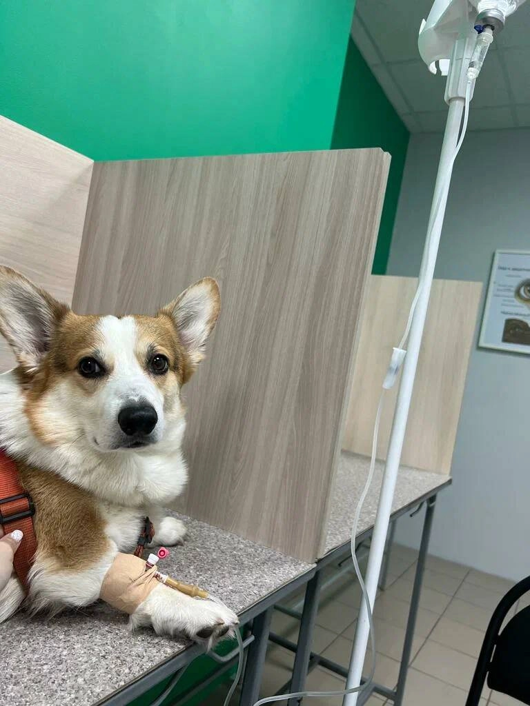 Ветеринарная клиника "VETLike"