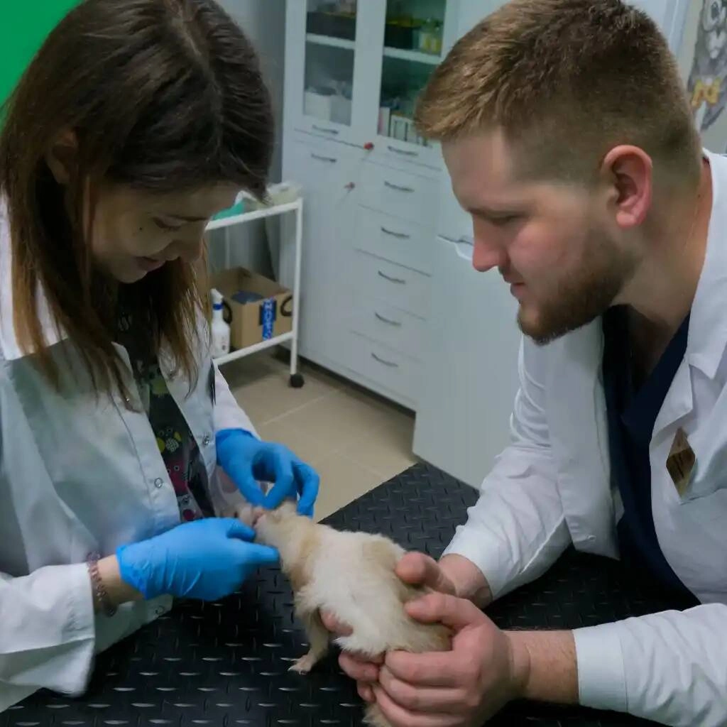 Ветеринарная клиника "VETLike"