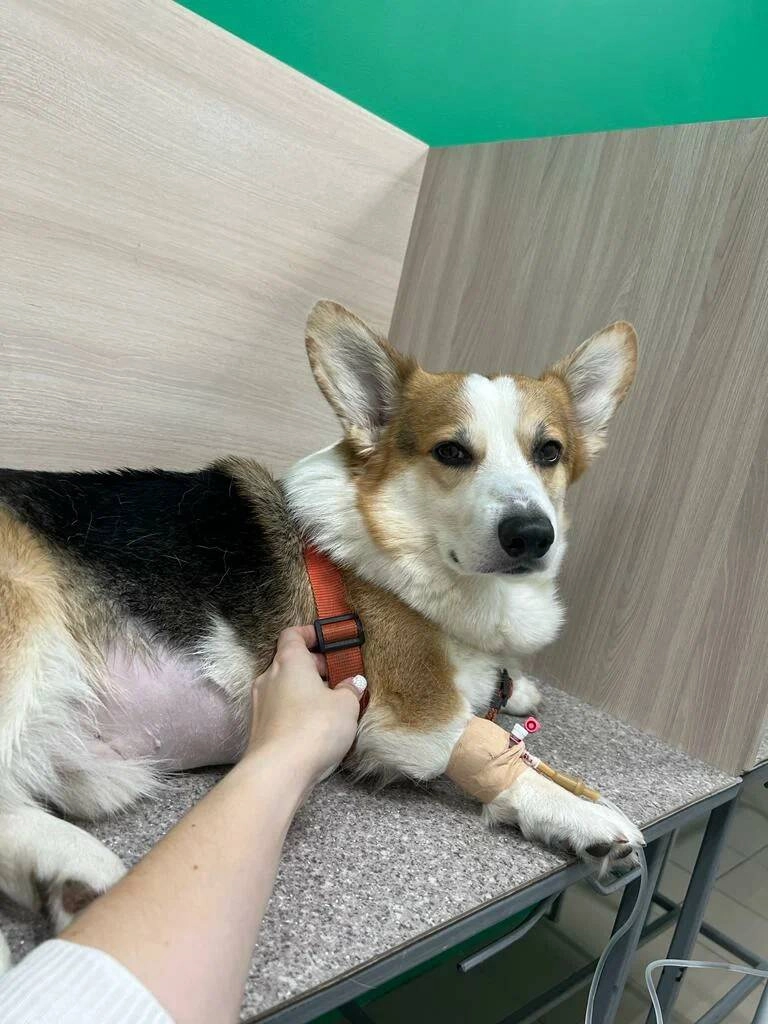 Ветеринарная клиника "VETLike"