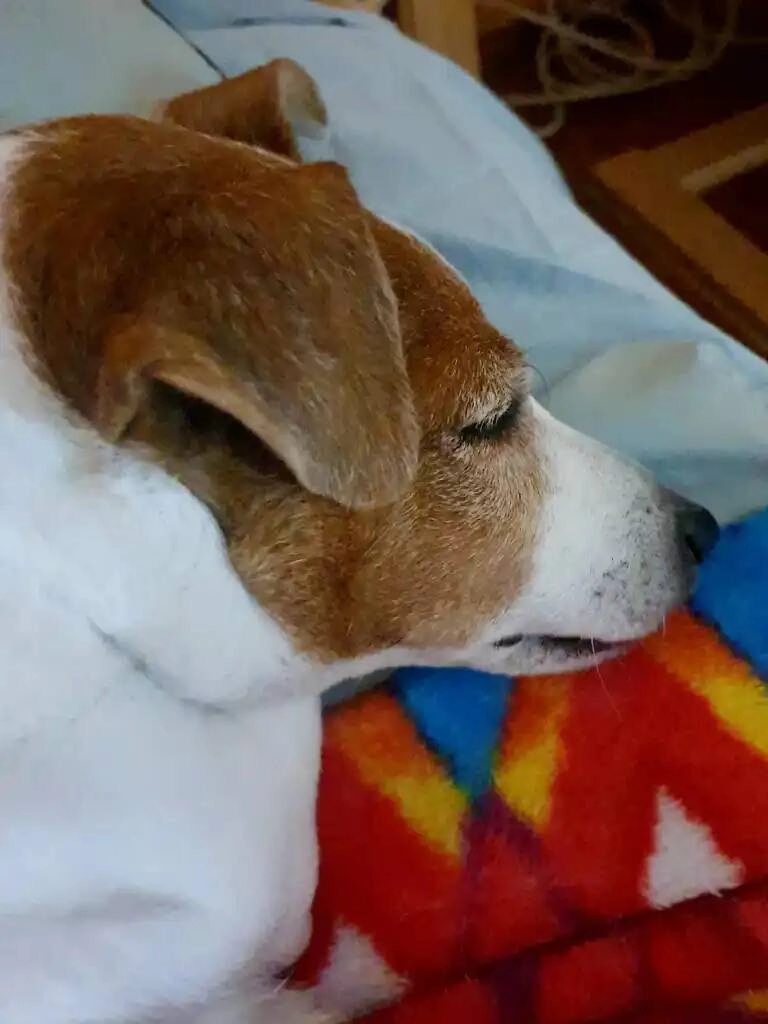 Ветеринарная клиника "Цап-Царап"