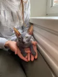 Миниатюра 5