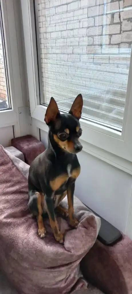 Ветеринарная клиника "Цап-Царап"