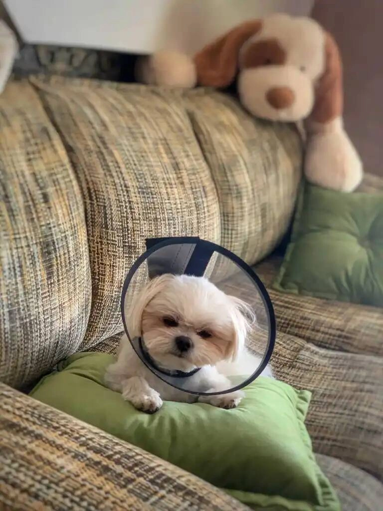 Ветеринарная клиника "Цап-Царап"