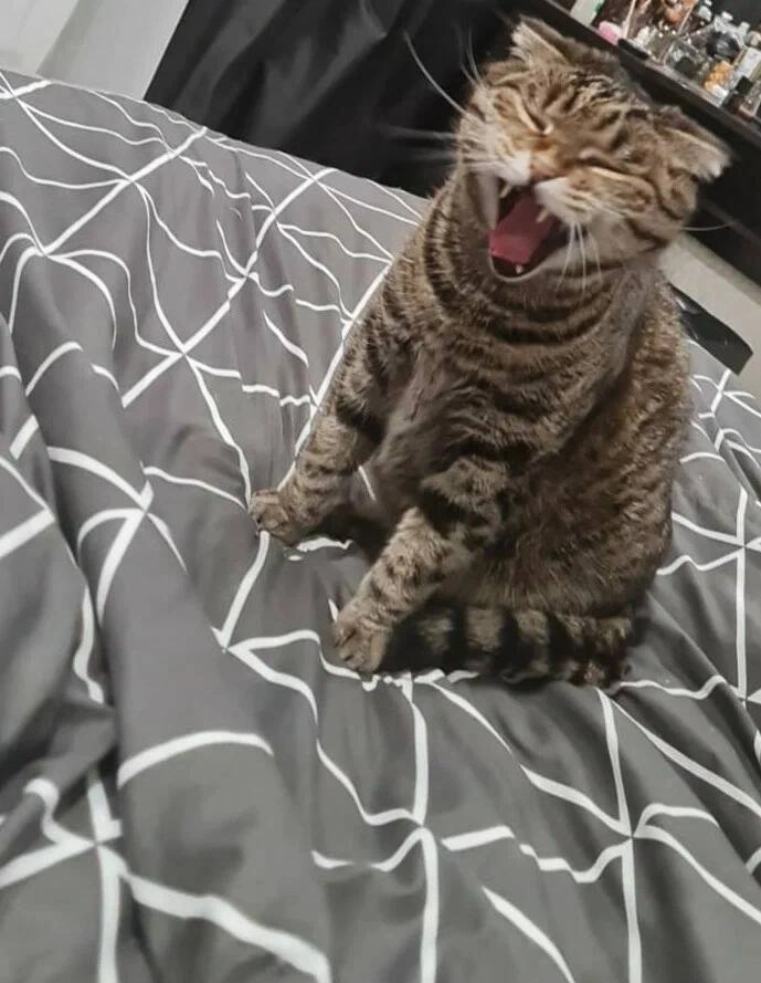 Ветеринарная клиника "Цап-Царап"