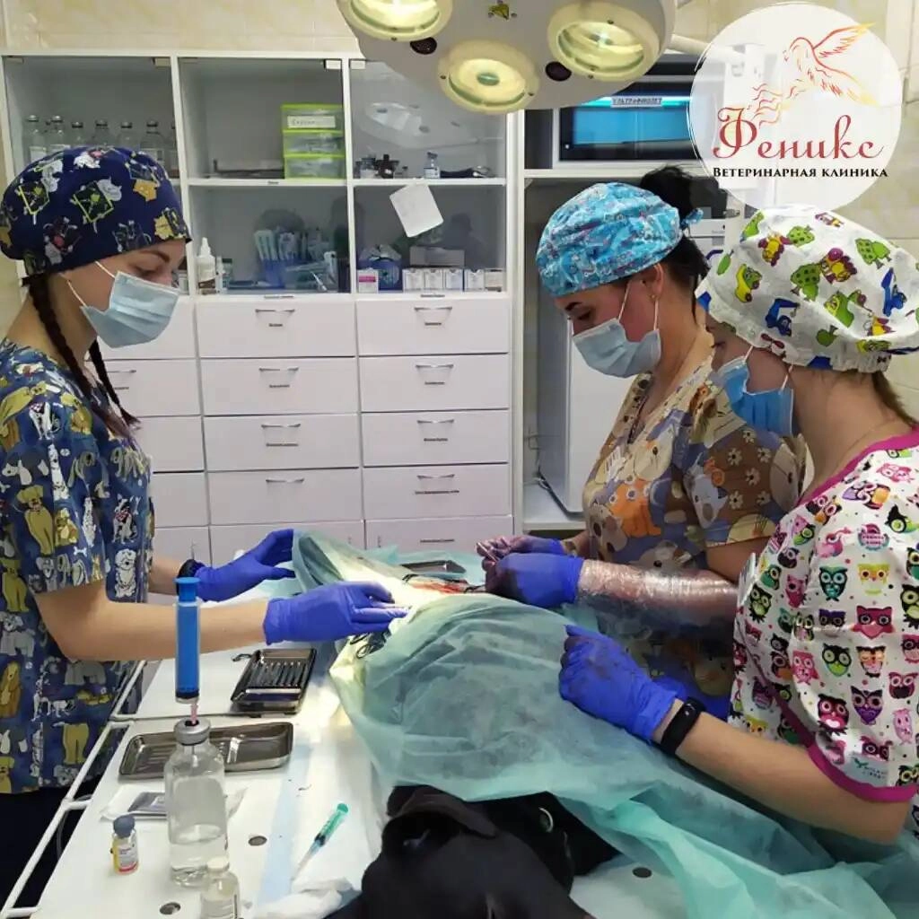 Ветеринарная клиника "Феникс"