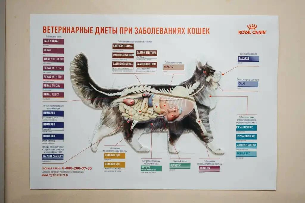 Ветеринарная клиника "Феникс"