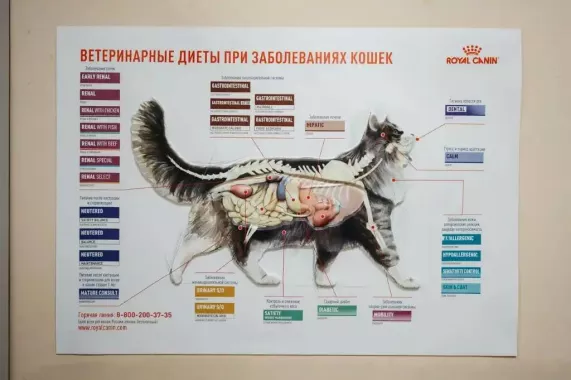 Ветеринарная клиника "Феникс"