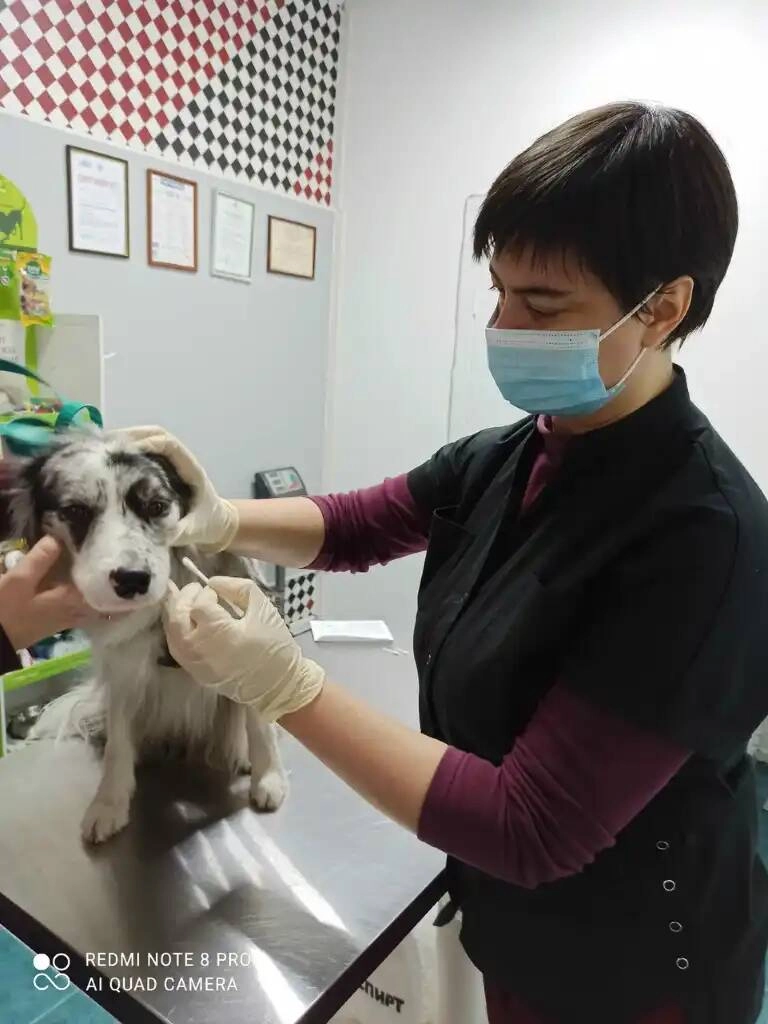 Ветеринарная клиника "Доктор Кэт"