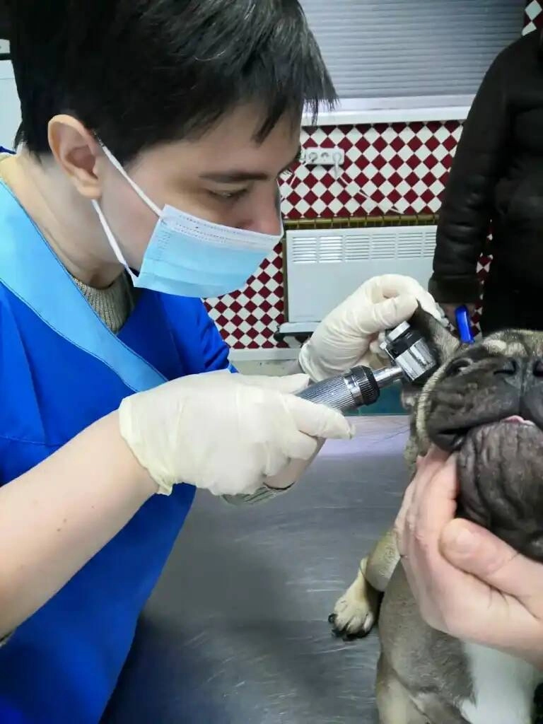 Ветеринарная клиника "Доктор Кэт"