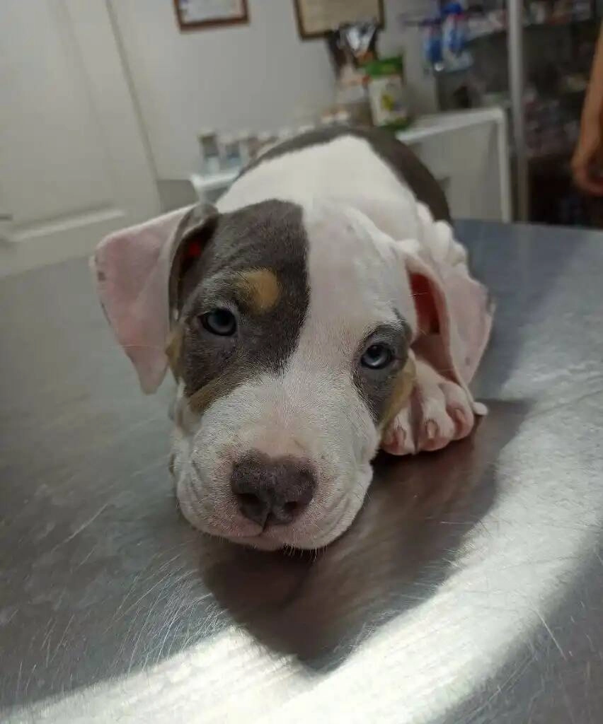 Ветеринарная клиника "Доктор Кэт"