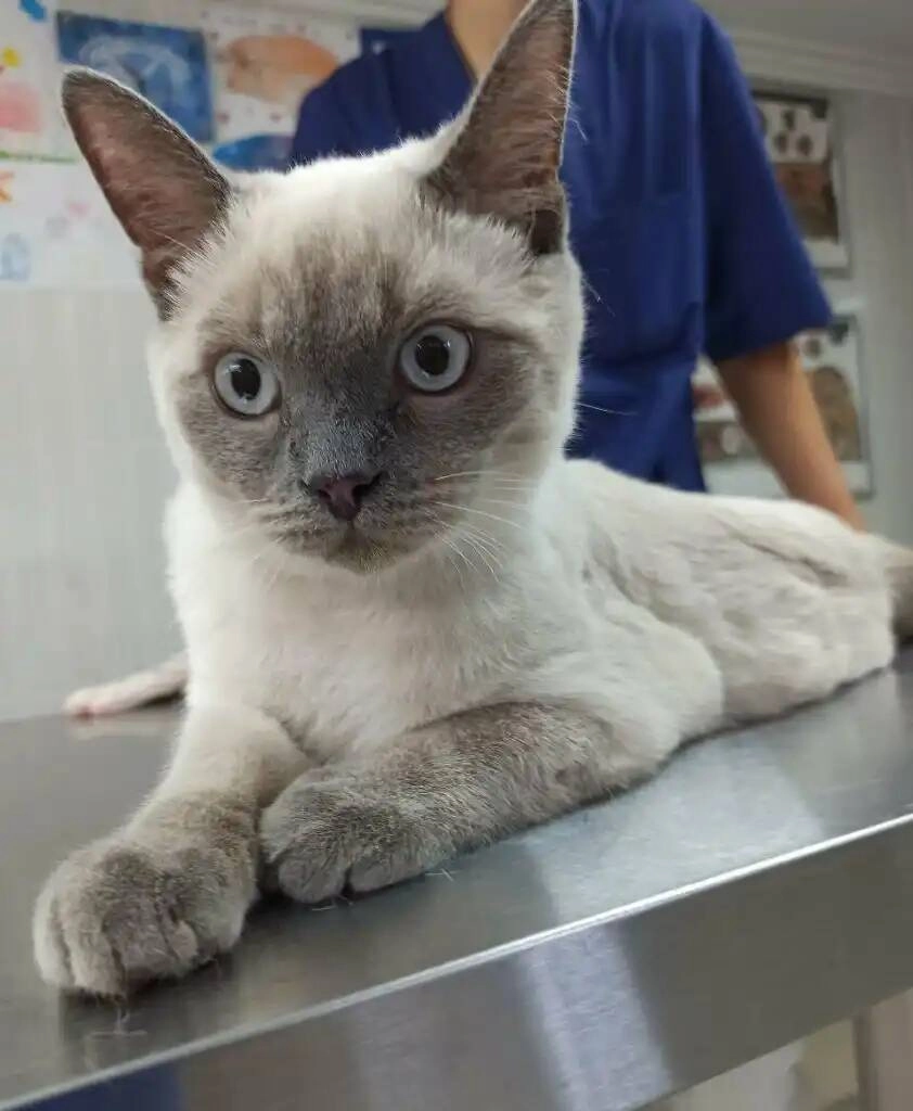 Ветеринарная клиника "Доктор Кэт"