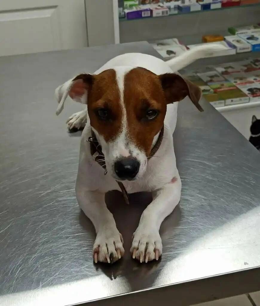 Ветеринарная клиника "Доктор Кэт"