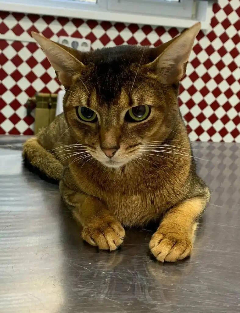 Ветеринарная клиника "Доктор Кэт"