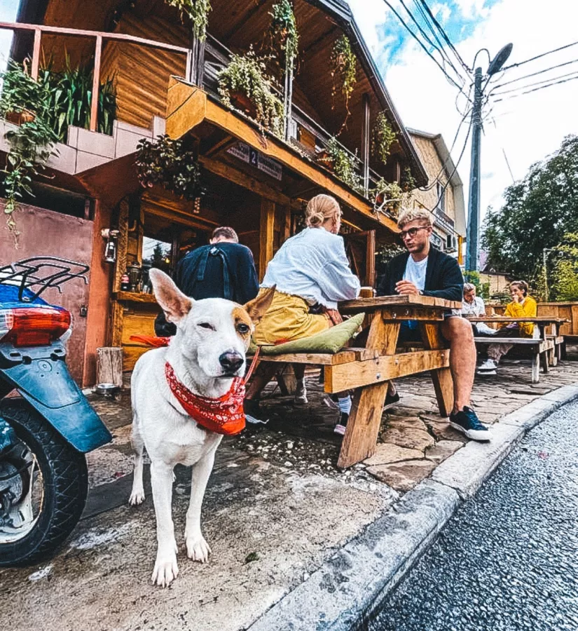 Кафе Дом лесника в Красной Поляне: Еда навынос, Доставка, Авторская кухня, Завтрак, Салаты, Мясо, Виды, Оплата картой, Еда,