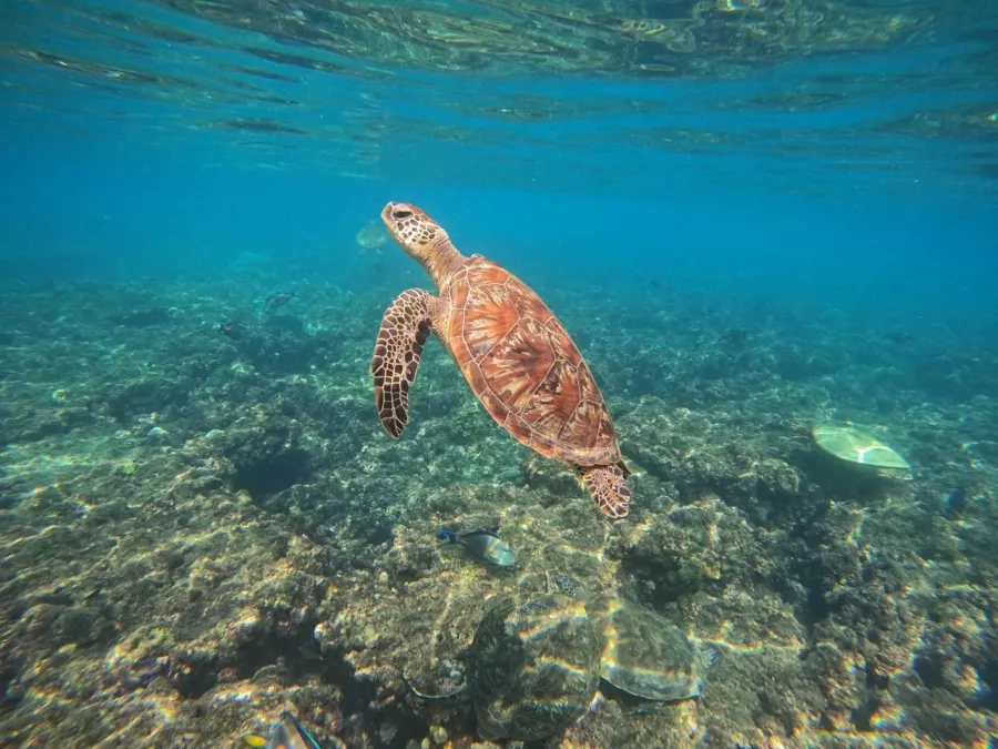 Туристическое агентство Coral Travel на Климентовской в Москве: Турагентство, Турфирма, Турист, Туры, Туризм, Горящие туры, Чилим, Отпуск, Путешествие, Море, Travel, Travelling, Sea, Trip, Rest,