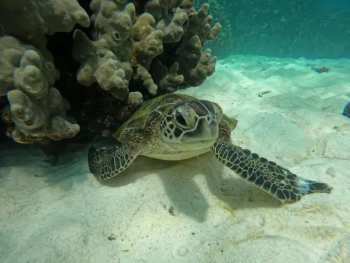 Туристическое агентство "Coral Travel" на Фурманной