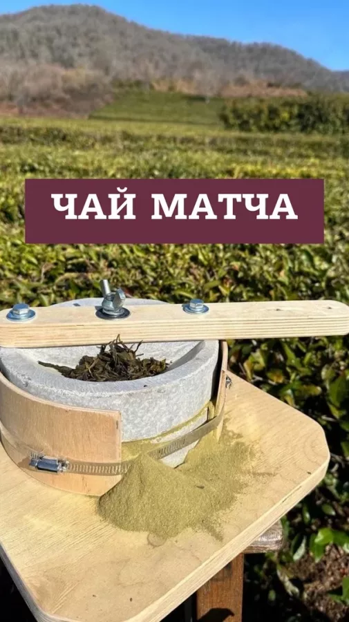 Чайная плантация Адам-чай в Сочи: Экскурсия, Путешествие, Путешественник, Отпуск, Чилим, Гид, Красивый вид, Турист, Туризм, Beautiful view, Travel, Travelling,