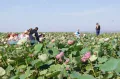 Миниатюра 11