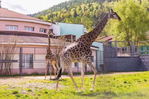 Парк флоры и фауны Роев ручей  в  Красноярске