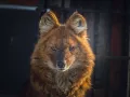 Миниатюра 11