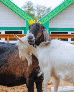 Городская ферма