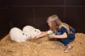 Миниатюра 10