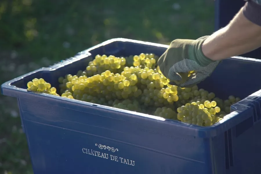 Винодельня Chateau de talu в Геленджике: Дегустация вин, Экскурсия, Винодельня, Вино, Банкетный зал, Сухое вино, Белое вино, Туристам, Дегустация, Для влюбленных,