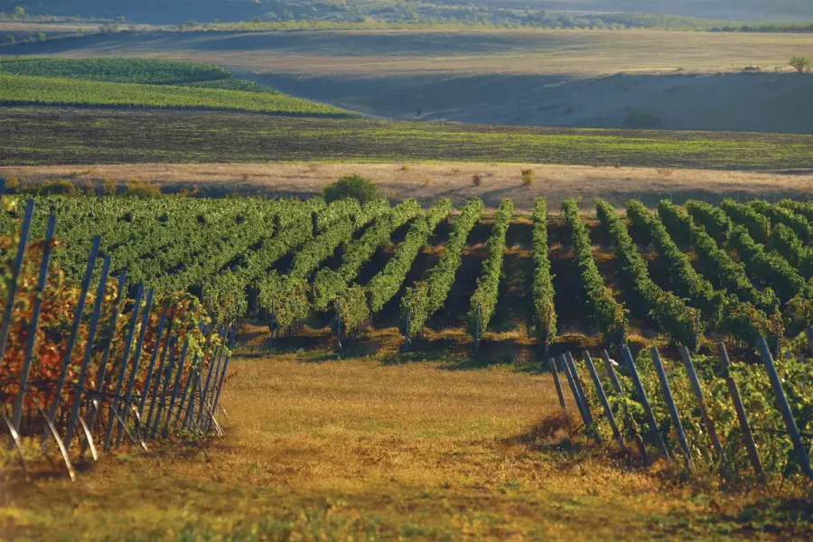 Винодельня Alma Valley в Абрау-Дюрсо: Винодельня в Крыму, Экскурсия, Дегустация вин, Сорта винограда, Белое вино, Красное вино, Фотосессия, Крым, Туристам, Сухое вино, Винодельня,