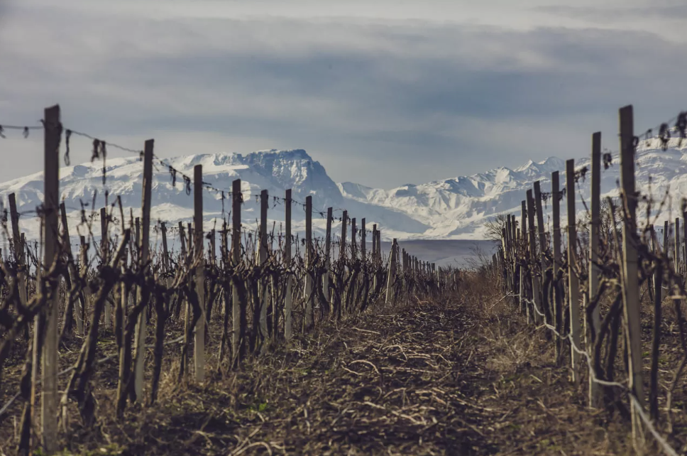 Винодельня "Дербент Вино"